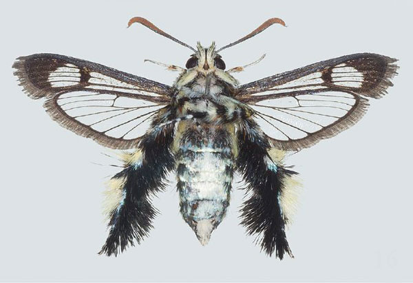 /filer/webapps/moths/media/images/A/ambo_Melittia_PTF_COGM_02.jpg