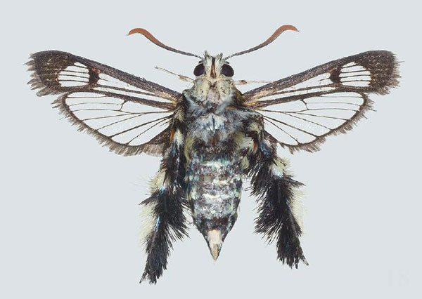 /filer/webapps/moths/media/images/A/ambo_Melittia_PTF_COGM_04.jpg