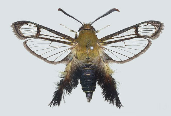 /filer/webapps/moths/media/images/A/ambo_Melittia_PTM_COGM_01.jpg