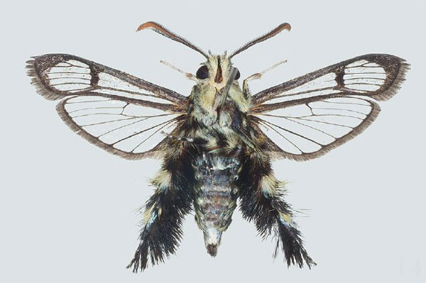 /filer/webapps/moths/media/images/A/ambo_Melittia_PTM_COGM_02.jpg