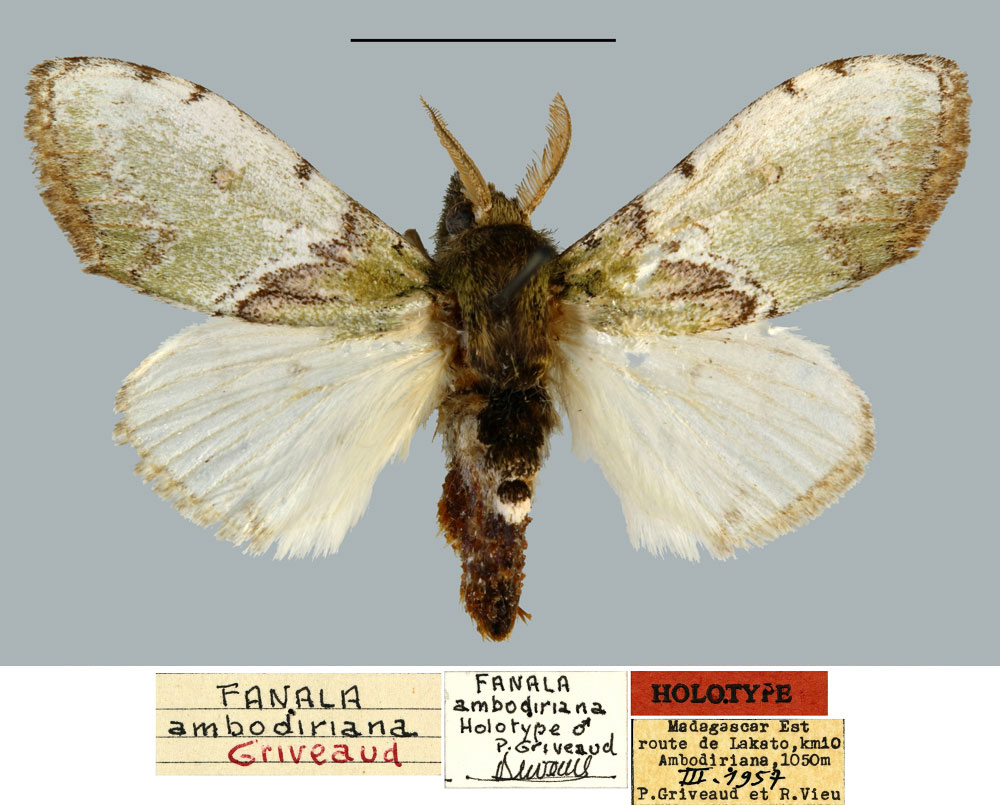 /filer/webapps/moths/media/images/A/ambodiriana_Fanala_HT_MNHN.jpg