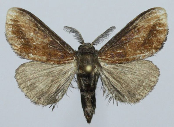 /filer/webapps/moths/media/images/A/ambohimanga_Masoandro_AM_Golovizina.jpg