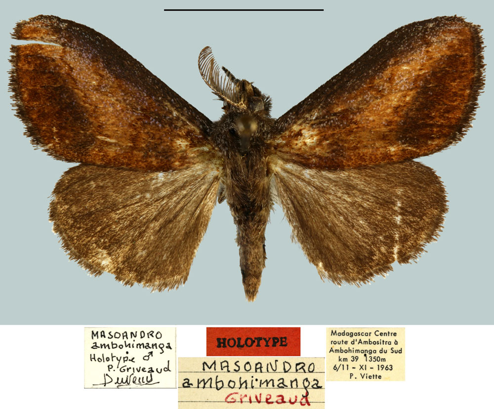 /filer/webapps/moths/media/images/A/ambohimanga_Masoandro_HT_MNHN.jpg
