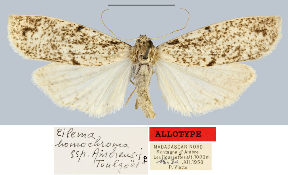 /filer/webapps/moths/media/images/A/ambrensis_Eilema_AT_MNHN.jpg