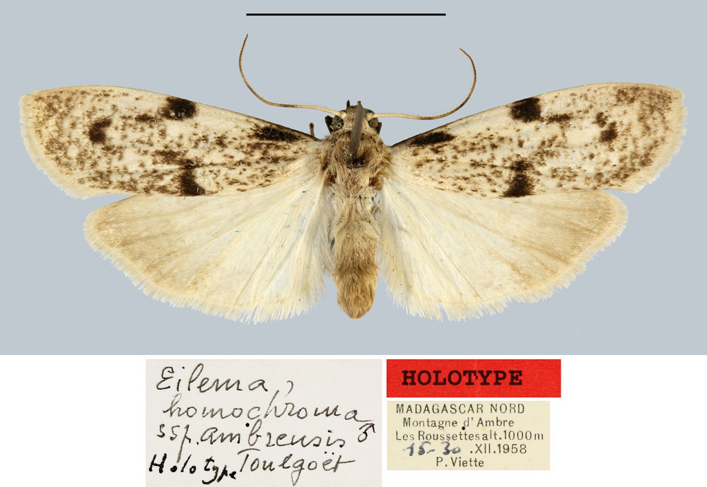/filer/webapps/moths/media/images/A/ambrensis_Eilema_HT_MNHN.jpg