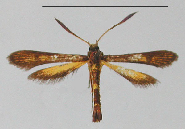 /filer/webapps/moths/media/images/A/ambrensis_Microsynanthedon_PT_MNHN_02.jpg