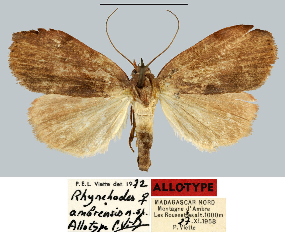 /filer/webapps/moths/media/images/A/ambrensis_Rhynchodes_AT_MNHN.jpg