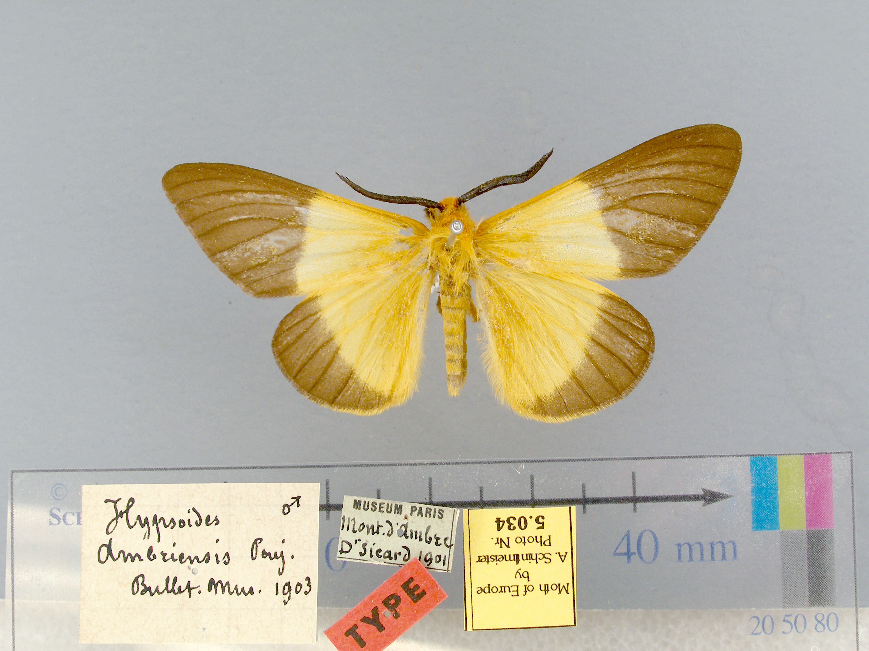 /filer/webapps/moths/media/images/A/ambriensis-Hypsoides-5034-HT-Madagascar.jpg