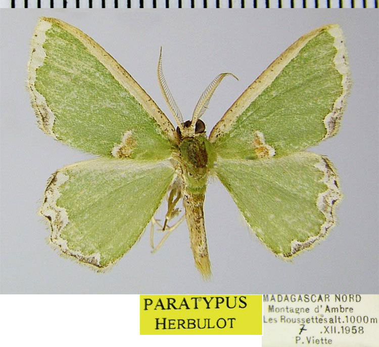 /filer/webapps/moths/media/images/A/ambrimontis_Archichlora_PTM_ZSMa.jpg
