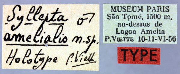 /filer/webapps/moths/media/images/A/amelialis_Syllepte_HT_MNHNl.jpg