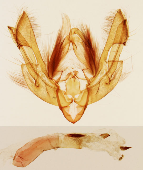 /filer/webapps/moths/media/images/A/amens_Leucania_GMHT_MNHN_Viette_4716.jpg