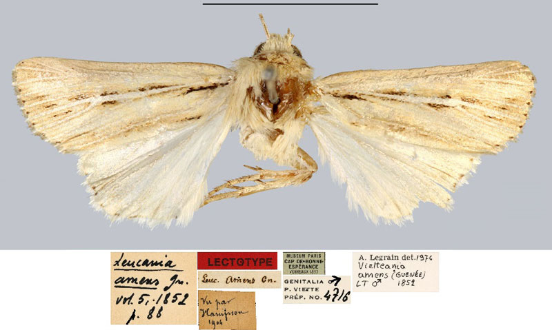 /filer/webapps/moths/media/images/A/amens_Leucania_LT_MNHN.jpg