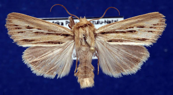 /filer/webapps/moths/media/images/A/amens_Vietteana_AM_Schellhorn.jpg