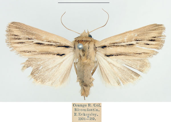 /filer/webapps/moths/media/images/A/amens_Vietteania_AF_BMNH.jpg