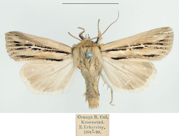 /filer/webapps/moths/media/images/A/amens_Vietteania_AM_BMNH.jpg