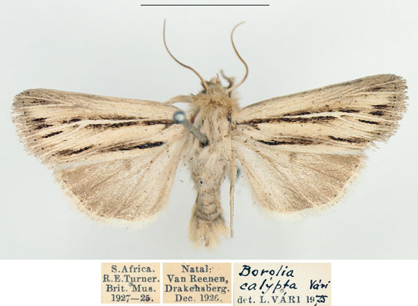 /filer/webapps/moths/media/images/A/amens_Vietteania_AM_BMNH_01.jpg