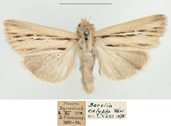 /filer/webapps/moths/media/images/A/amens_Vietteania_AM_BMNH_02.jpg