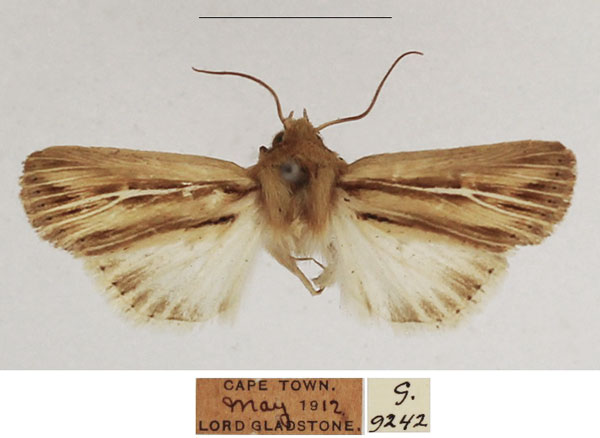 /filer/webapps/moths/media/images/A/amens_Vietteania_AM_TMSA_01.jpg