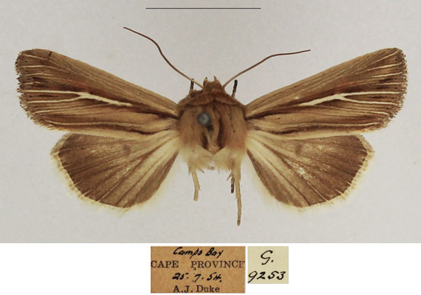 /filer/webapps/moths/media/images/A/amens_Vietteania_AM_TMSA_02.jpg
