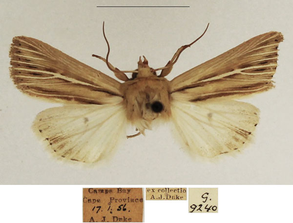 /filer/webapps/moths/media/images/A/amens_Vietteania_AM_TMSA_03.jpg