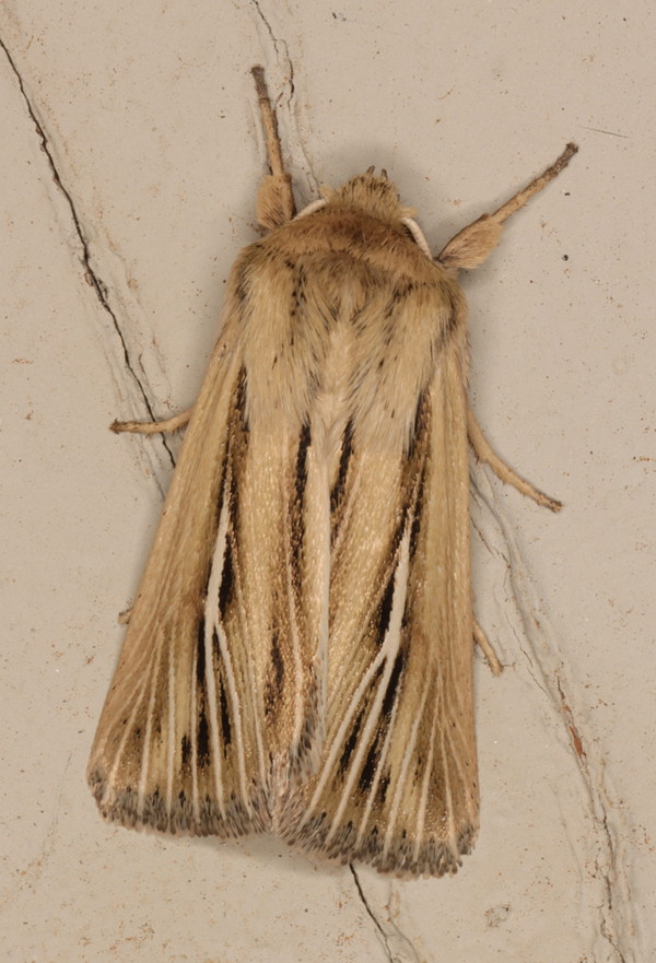 /filer/webapps/moths/media/images/A/amens_Vietteania_A_Heyns_02.jpg