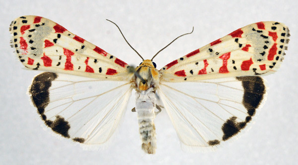 /filer/webapps/moths/media/images/A/amhara_Utetheisa_AM_NHMO.jpg