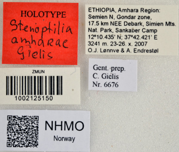 /filer/webapps/moths/media/images/A/amharae_Stenoptilia_HT_NHMOl.jpg