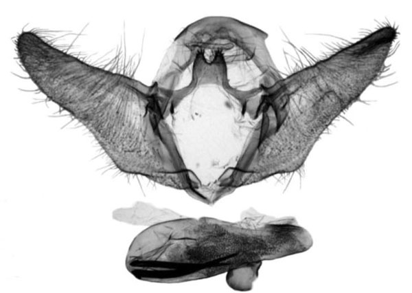 /filer/webapps/moths/media/images/A/amharana_Eugnosta_GMHT_Trematerra.jpg