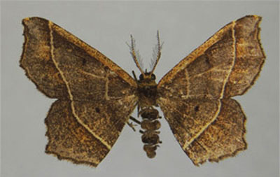 /filer/webapps/moths/media/images/A/amica_Hispophora_AM_ZSM.jpg