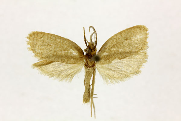 /filer/webapps/moths/media/images/A/amica_Melasina_A_RMCA.jpg