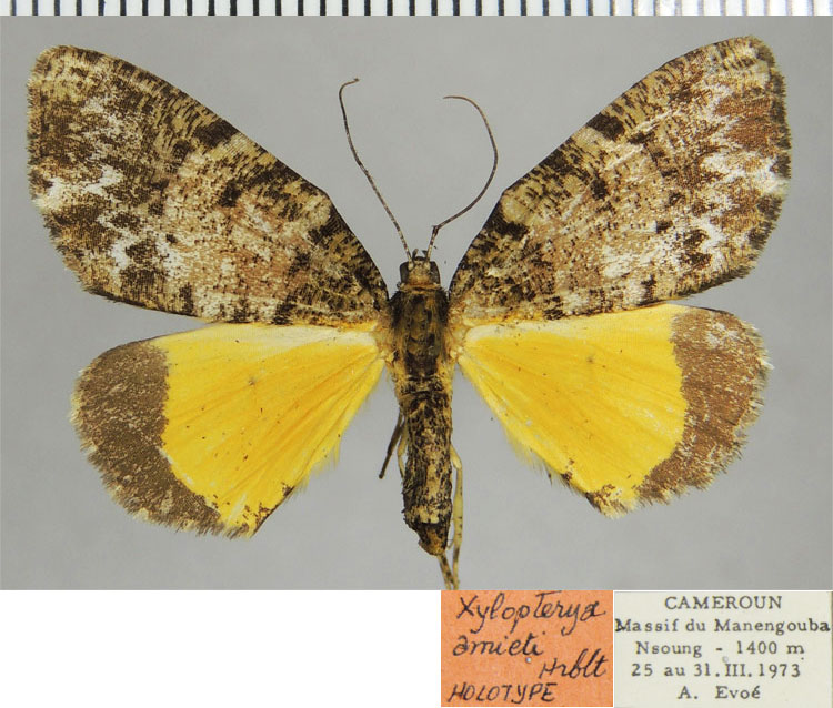 /filer/webapps/moths/media/images/A/amieti_Xylopteryx_HT_ZSMa.jpg