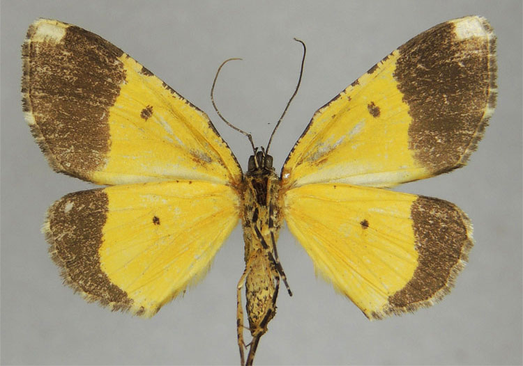 /filer/webapps/moths/media/images/A/amieti_Xylopteryx_HT_ZSMb.jpg