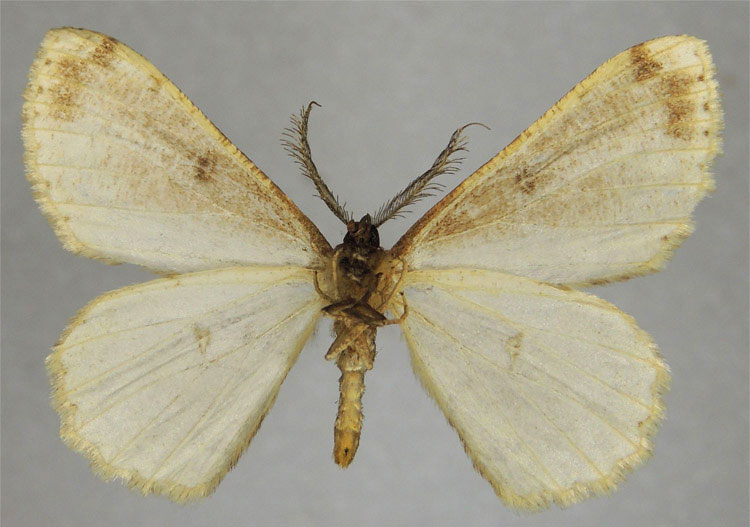 /filer/webapps/moths/media/images/A/amieti_Zeuctoboarmia_HT_ZSMb.jpg