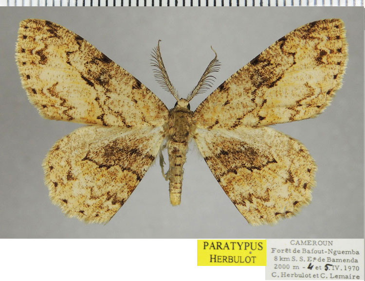/filer/webapps/moths/media/images/A/amieti_Zeuctoboarmia_PTM_ZSM.jpg