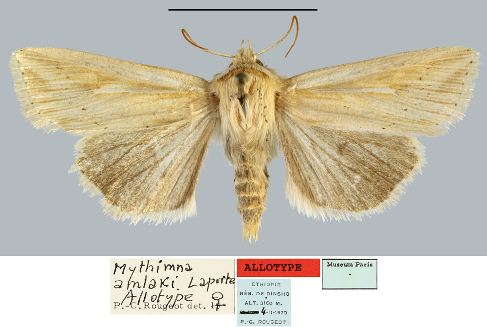 /filer/webapps/moths/media/images/A/amlaki_Mythimna_AT_MNHN.jpg