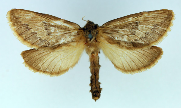 /filer/webapps/moths/media/images/A/ammon_Eudalaca_AF_TMSA.jpg