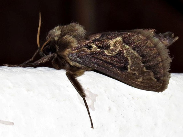 /filer/webapps/moths/media/images/A/ammon_Eudalaca_A_Braun.jpg