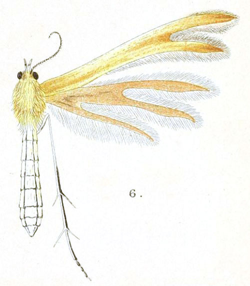 /filer/webapps/moths/media/images/A/ammonias_Pterophorus_HT_Meyrick_1-6.jpg