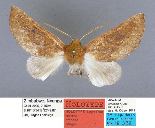/filer/webapps/moths/media/images/A/amoena_Acrasia_HT_TMSA.jpg
