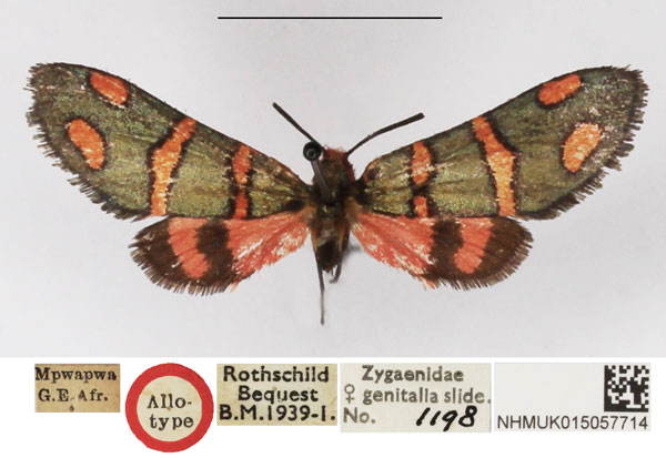 /filer/webapps/moths/media/images/A/amoena_Arniocera_AT_NHMUK.jpg