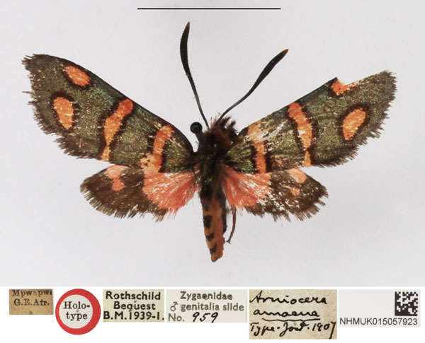 /filer/webapps/moths/media/images/A/amoena_Arniocera_HT_NHMUK.jpg