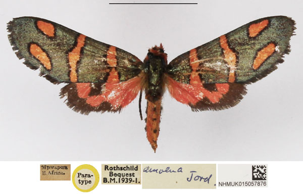 /filer/webapps/moths/media/images/A/amoena_Arniocera_PT_NHMUK_01.jpg