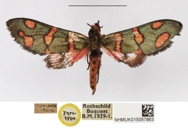 /filer/webapps/moths/media/images/A/amoena_Arniocera_PT_NHMUK_02.jpg