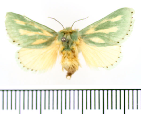 /filer/webapps/moths/media/images/A/amoena_Coenobasis_AF_BMNH.jpg