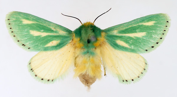 /filer/webapps/moths/media/images/A/amoena_Coenobasis_AF_TMSA.jpg