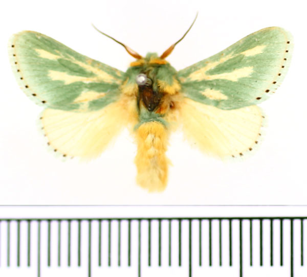 /filer/webapps/moths/media/images/A/amoena_Coenobasis_AM_BMNH.jpg