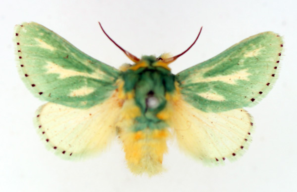 /filer/webapps/moths/media/images/A/amoena_Coenobasis_AM_TMSA.jpg