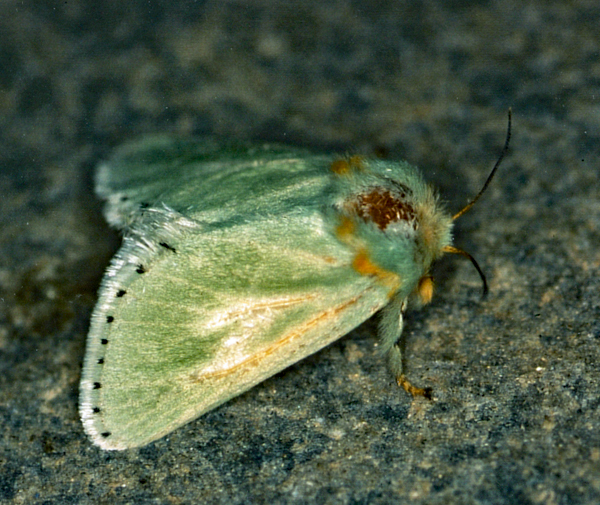 /filer/webapps/moths/media/images/A/amoena_Coenobasis_A_Roland_01_8f6LZI5.jpg