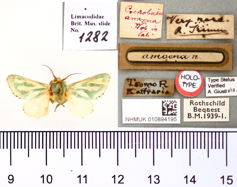 /filer/webapps/moths/media/images/A/amoena_Coenobasis_HT_BMNH.jpg