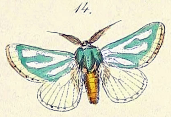 /filer/webapps/moths/media/images/A/amoena_Coenobasis_HT_Felder_1874_82-14.jpg